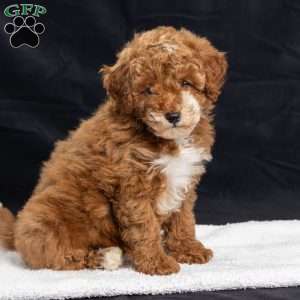 Polly, Miniature Poodle Puppy